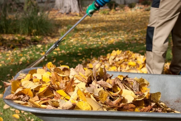 Herbstblätter sammeln und kompostieren