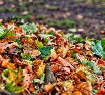 Laub kompostieren gehört zur Gartenarbeit im Herbst. Erfahren Sie, wie das geht!