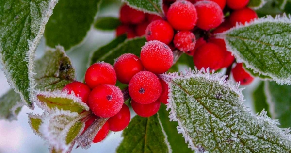 europäische stechpalme bekanntes weihnachtssymbol schöne rote beeren