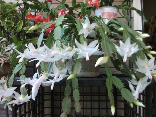 weihnachtskaktus pflege weiße blüten ausgefallene zimmerpflanzen
