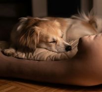 Luxus Hundebetten- So ein Hundeleben will man haben!