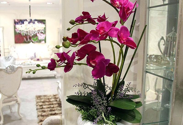 Blumensprache zum Valentinstag Orchidee im Topf violette Blüten große Aussagekraft
