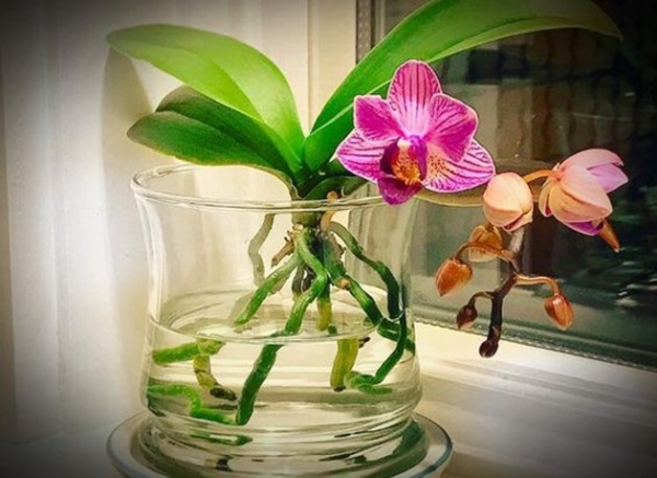Blumensprache zum Valentinstag Orchidee zarte violette Blüten in Vase