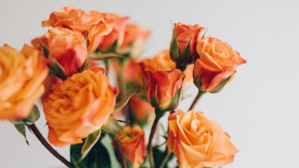 Blumensprache zum Valentinstag orange Rosen wunderbare Naturkreationen tief beeindrucken