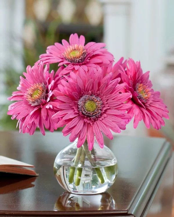 Blumensprache zum Valentinstag rosa Gerbera in Vase Hoffnung