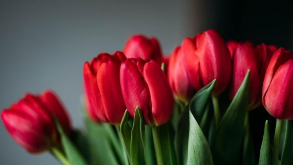 Blumensprache zum Valentinstag rote Tulpen Sinnbild der Liebe