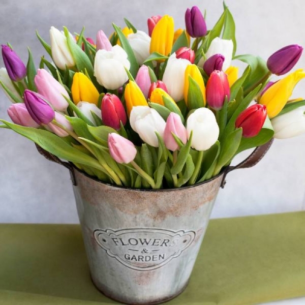 Blumensprache zum Valentinstag schöne Frühlingsblumen Tulpen verschiedene Farben im Eimer