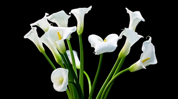 Blumensprache zum Valentinstag weiße Callas Trauerblumen am Fest der Liebe ungeeignet