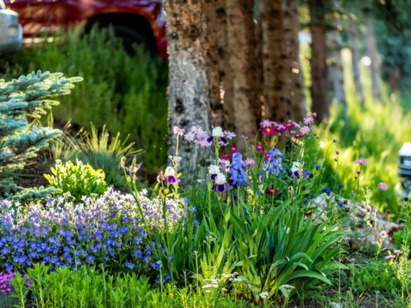 Ideen und Tipps für langfristige Gartenplanung pfingstrosen wild
