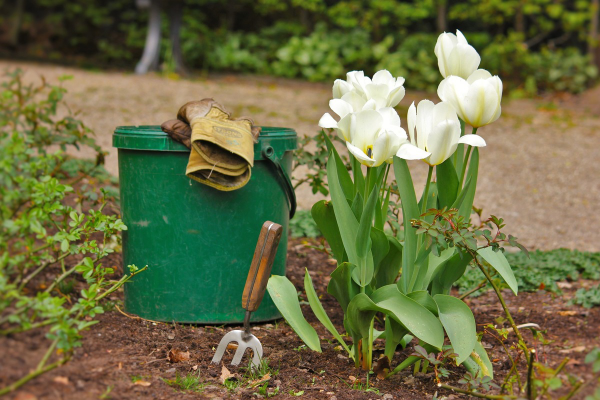 Gartenarbeit im Frühjahr weiße Tulpen im Blumenbeet den Boden auflockern
