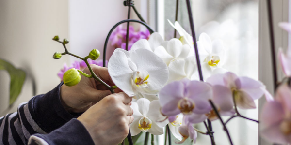 Orchideen Knospen vertrocknen abfallen clevere Strategien gegen Knospenabfall Orchidee richtig pflegen