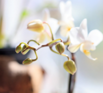 Warum fallen Orchideen Knospen ab und was kann man dagegen tun?