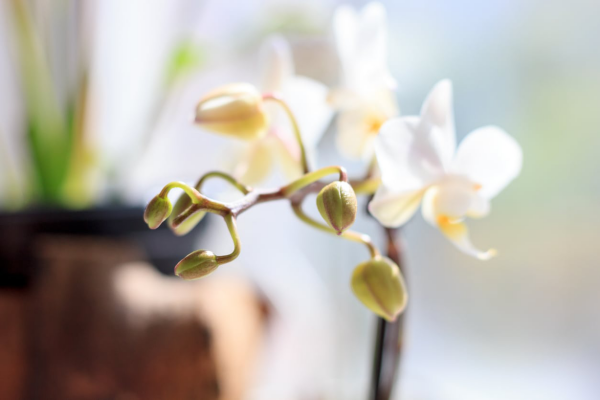 Orchideen Knospen vertrocknen abfallen den Standort der Blume nicht wechseln