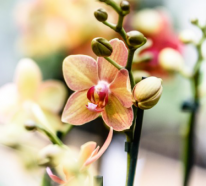 Warum fallen Orchideen Knospen ab und was kann man dagegen tun?