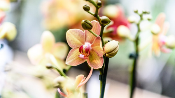 Orchideen Knospen vertrocknen abfallen der Pflanze genügend Licht sicher auch im Winter