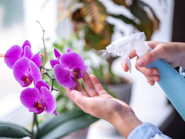 Orchideen Knospen vertrocknen abfallen die Topfpflanze täglich mit kalkfreiem Wasser besprühen