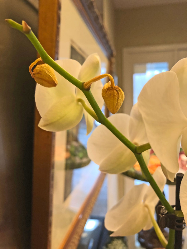 Orchideen Knospen vertrocknen abfallen gelb gefärbt schöne weiße Blüten daneben
