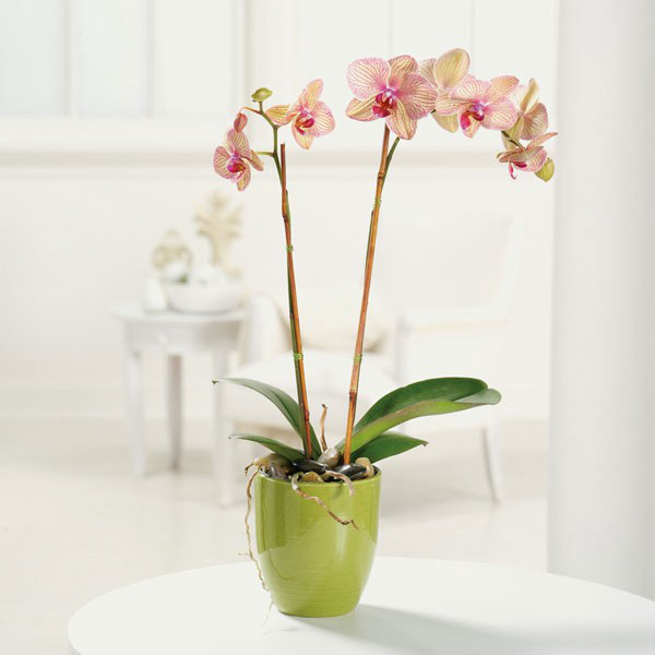 Orchideen Knospen vertrocknen abfallen gut gepflegte Topfpflanze schöner Blickfang im Raum