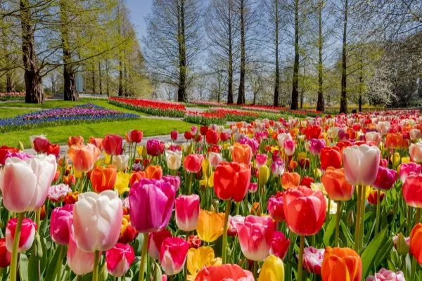 Tulpen Frühlingsblumen Trends und Ideen
