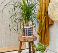 Mit pflegeleichten Zimmerpflanzen für wenig Licht schaffen Sie ein Dschungel-Feeling zu Hause
