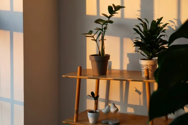 Zimmerpflanzen für wenig Licht perfekt für dunkle Räume und solche nach Norden ausgerichtet
