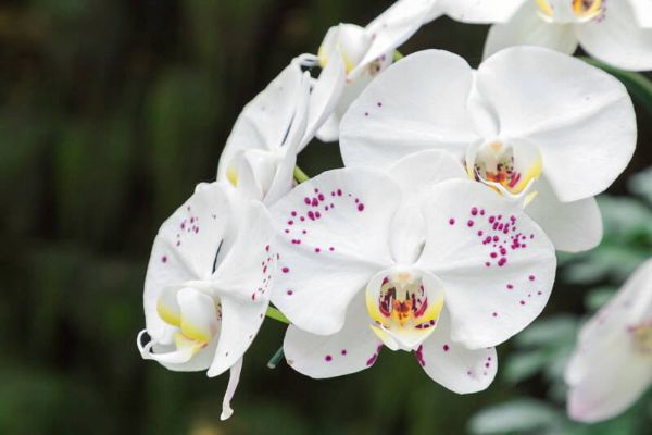 orchideen osterblumen in schönen farben