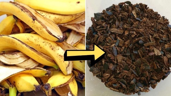 Braune Blattspitzen – Ursachen und Loesungen fuer exotische Zimmerpflanzen banane schalen duenger pulver