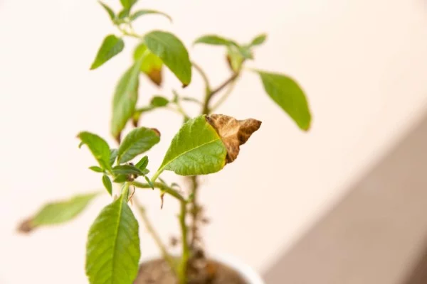 Braune Blattspitzen – Ursachen und Loesungen fuer exotische Zimmerpflanzen kleine pflanze krank braun