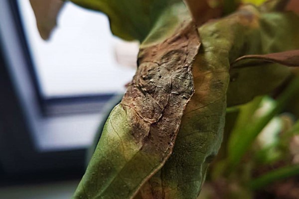 Braune Blattspitzen – Ursachen und Loesungen fuer exotische Zimmerpflanzen kranke pflanze zu viel sonne