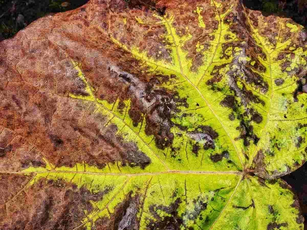 Braune Blattspitzen – Ursachen und Loesungen fuer exotische Zimmerpflanzen krankheiten braun mangel