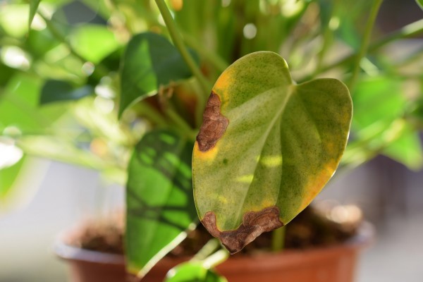 Braune Blattspitzen – Ursachen und Loesungen fuer exotische Zimmerpflanzen lilie pflanze braun krank