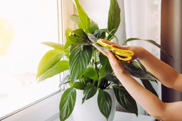 Braune Blattspitzen – Ursachen und Loesungen fuer exotische Zimmerpflanzen lilien stauben waschlappen