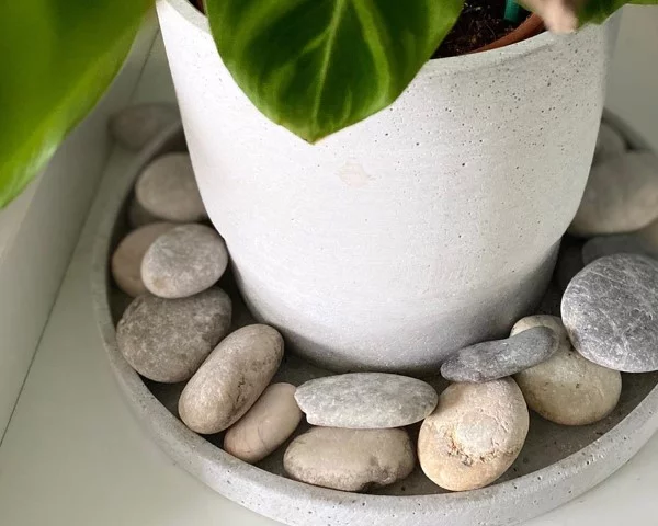 Braune Blattspitzen – Ursachen und Loesungen fuer exotische Zimmerpflanzen luftfeuchtigkeit verbessern wasser steine