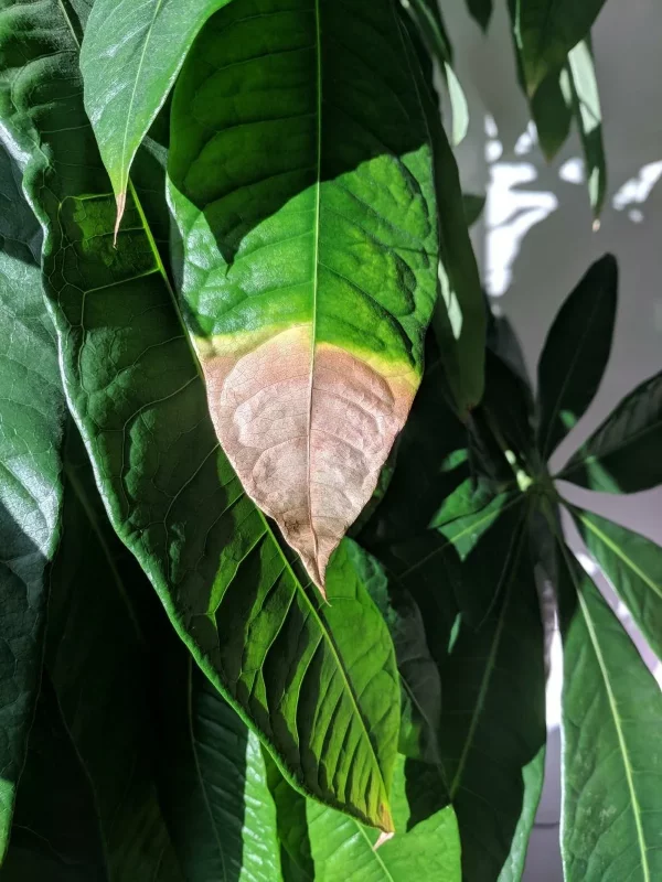 Braune Blattspitzen – Ursachen und Loesungen fuer exotische Zimmerpflanzen pflanze braun gelb krank