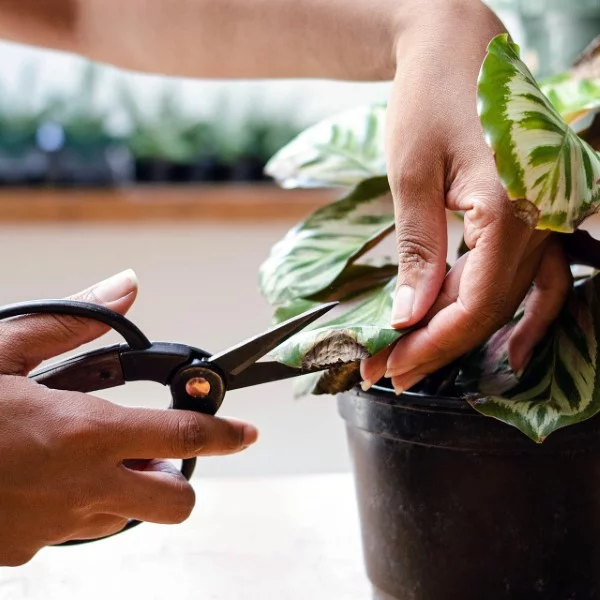 Braune Blattspitzen – Ursachen und Loesungen fuer exotische Zimmerpflanzen pflanzen braun abschneiden