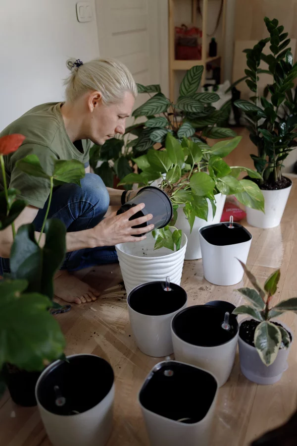 Braune Blattspitzen – Ursachen und Loesungen fuer exotische Zimmerpflanzen pflanzen umtopfen problem