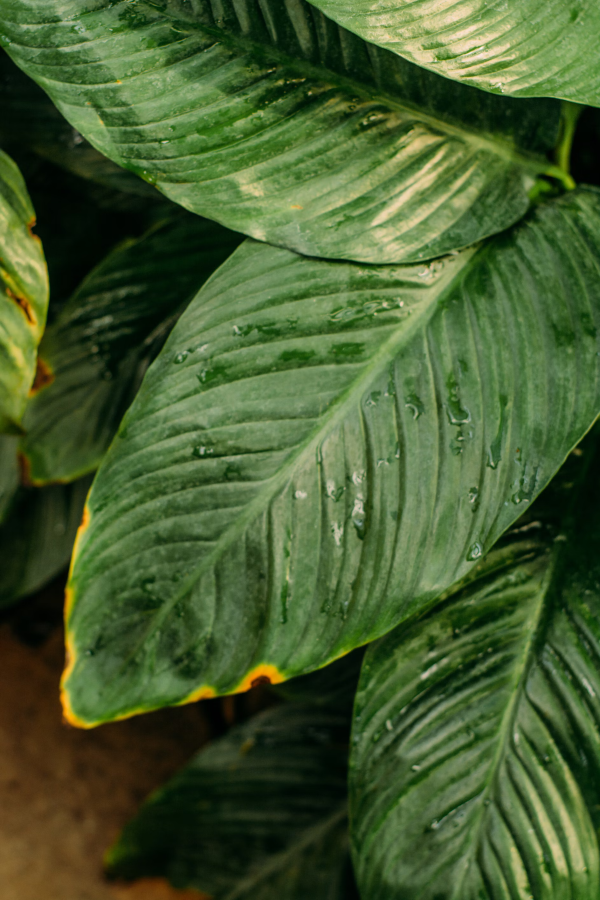 Braune Blattspitzen – Ursachen und Loesungen fuer exotische Zimmerpflanzen spitzen und seiten gelb braun