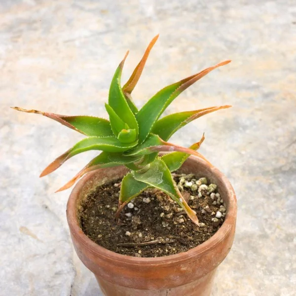 Braune Blattspitzen – Ursachen und Loesungen fuer exotische Zimmerpflanzen sukkulenten exotisch braun gelb
