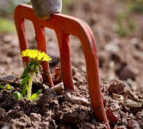 Ihr Garten im März – was ist nun im Nutzgarten zu tun?