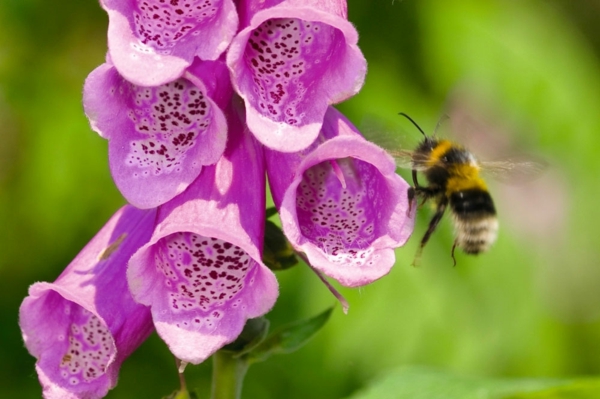 Gartenarbeit im April Topfpflanzen herausstellen bienenfreundliche pflanzen aussaeen