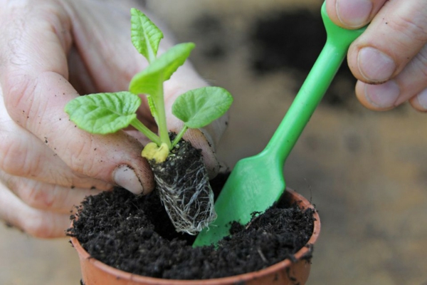 Gartenarbeit im April Topfpflanzen herausstellen kleine pflanzen