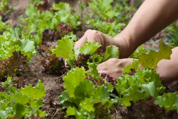 Gartenarbeit im April Topfpflanzen herausstellen salat einpflanzen