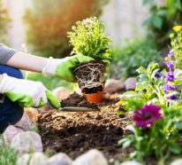 Gartenarbeit im April – Zeit für neue Ideen und Gestaltung