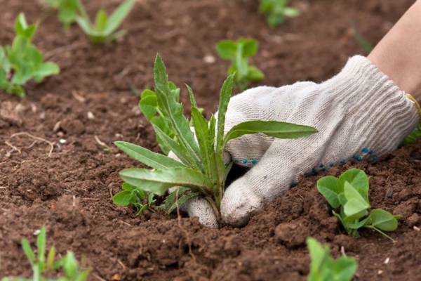 Gartenarbeit im April Topfpflanzen herausstellen unkraut entfernen