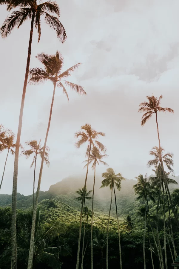 Gesundheitsschutz bei tropischen Reisen – Die besten Vorbereitungen regenwald palmen wildnis