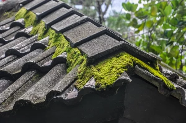 Gruenbelag entfernen – effektive Methoden und wertvolle Tipps dach moos algen alt