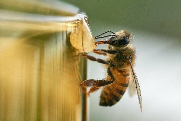 Honigblond ist Nr 1 Haarfarbentrend 2022 fuer Blondinen bienen und honig gesundheit