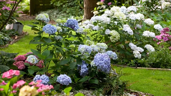 Hortensien im H`Garten schneiden Gartenpflanzen Tipps