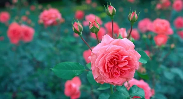 Kaffeesatz als Dünger für Rosen praechtige rosenbluete