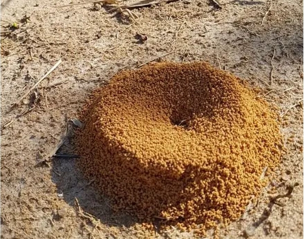 Natron im Garten verwenden Ameisen bekämpfen